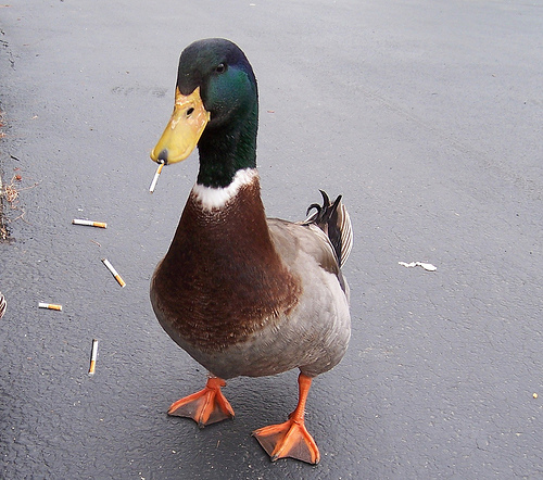 chain-smoking-duck.jpg