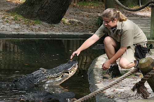 gator-whisper.jpg